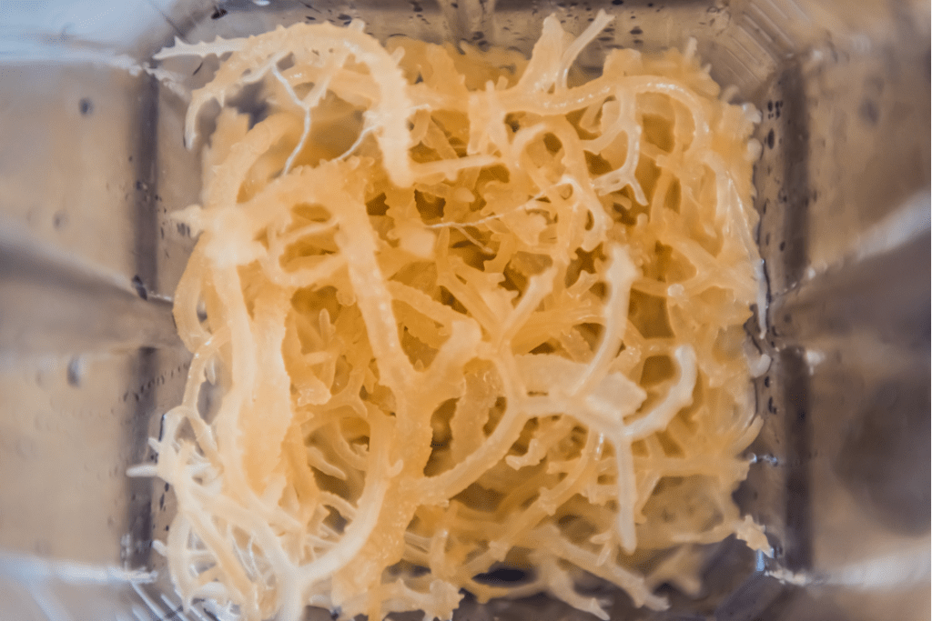Harvesting Sea Moss - Sustainable and Ethical Ocean Farming