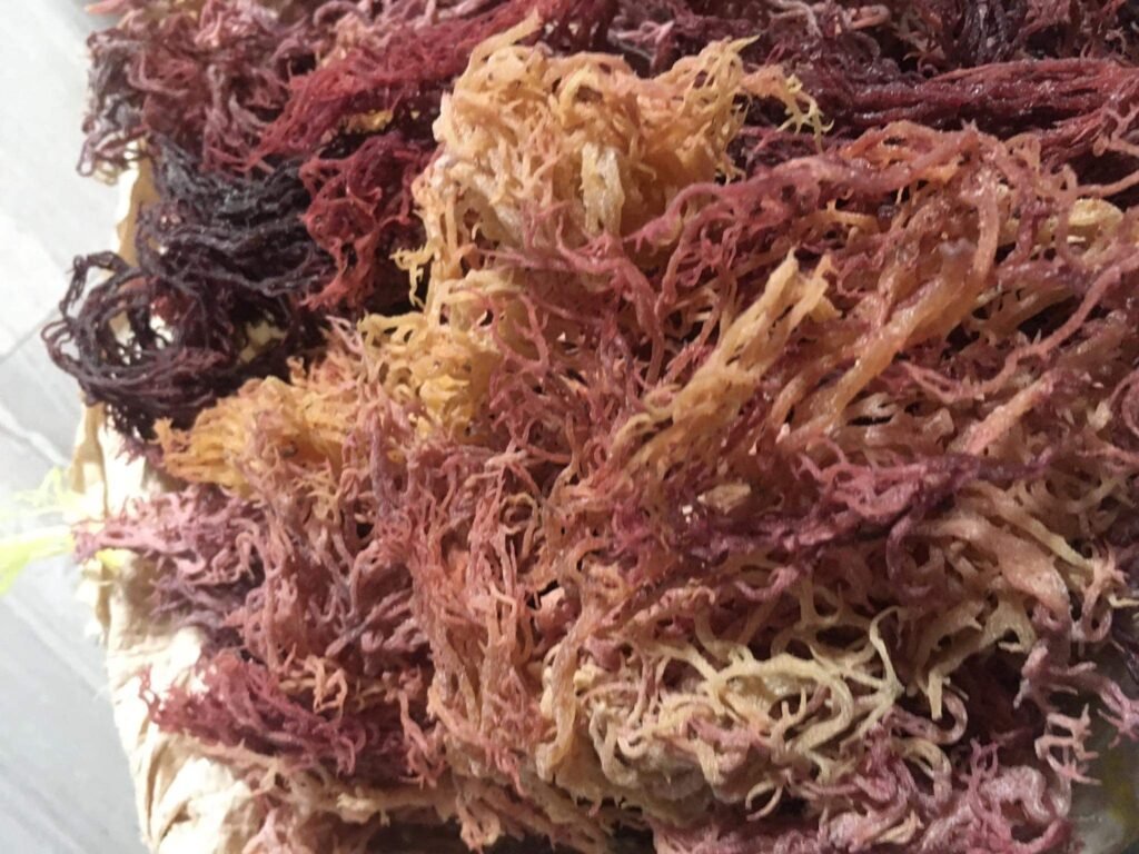 Mixed Colored Sea Moss - Vibrant and Nutrient-Rich Ocean Superfood