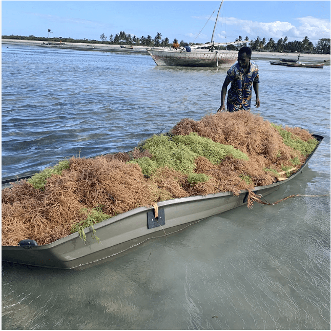 Man in Sea with Boatload of Sea Moss - Our Passion for Sourcing the Finest