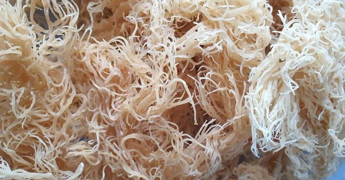 Sea Moss Benefits and Side Effects